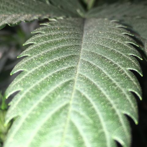Lemon OG Kush #1 growlog timeline photo