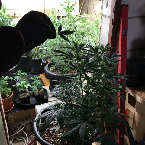 Lemon OG Kush #1 growlog timeline photo