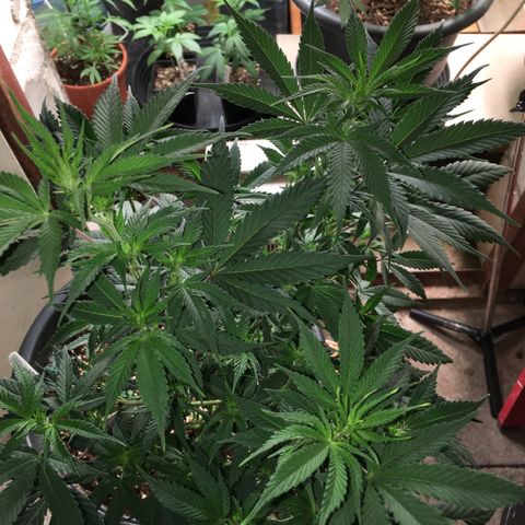Lemon OG Kush #1 growlog timeline photo