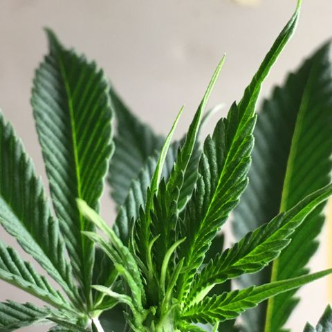 Lemon OG Kush #1 growlog timeline photo