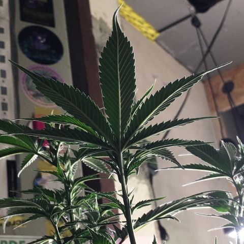Lemon OG Kush #1 growlog photo: Nachher 