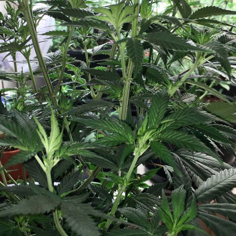 Lemon OG Kush #1 growlog timeline photo