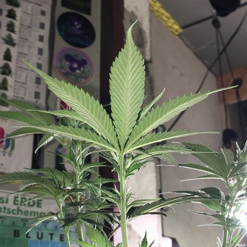 Lemon OG Kush #1 growlog photo: Nachher 