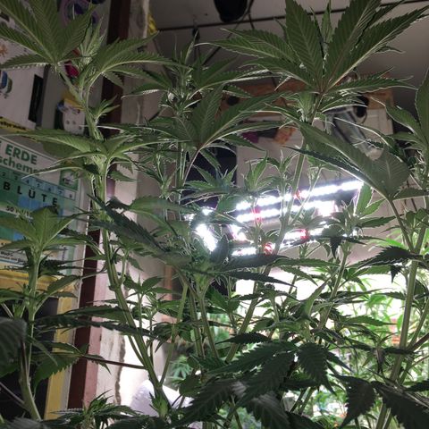 Lemon OG Kush #1 growlog timeline photo