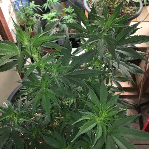 Lemon OG Kush #1 growlog timeline photo