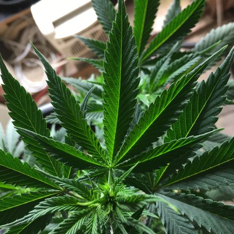 Lemon OG Kush #1 growlog timeline photo