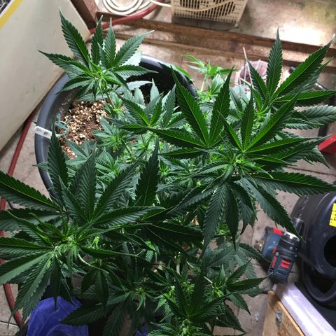 Lemon OG Kush #1 growlog photo: Nachher 