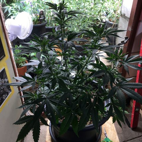 Lemon OG Kush #1 growlog timeline photo