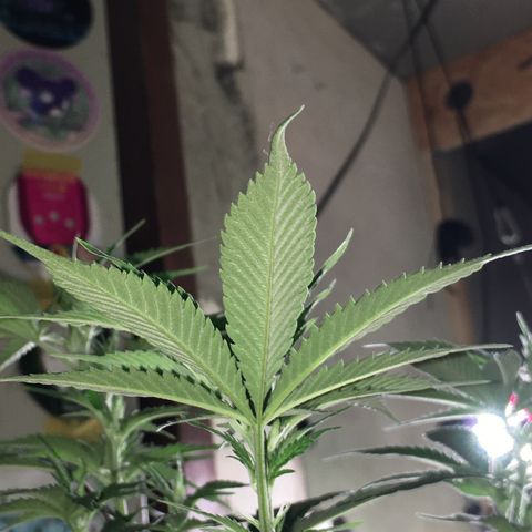 Lemon OG Kush #1 growlog photo: Nachher 