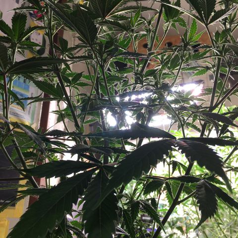 Lemon OG Kush #1 growlog timeline photo
