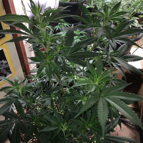 Lemon OG Kush #1 growlog timeline photo
