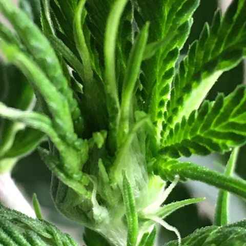 Lemon OG Kush #1 growlog timeline photo