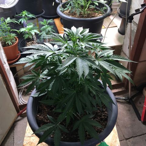 Granddaddy Black #1 growlog timeline photo