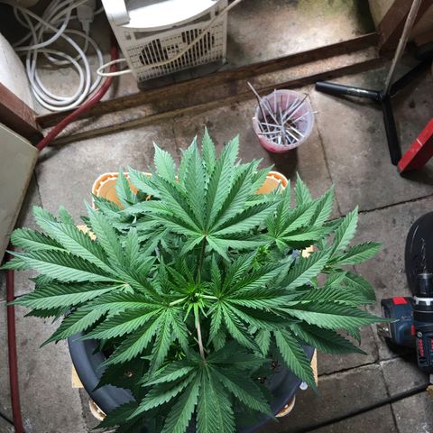 Granddaddy Black #1 growlog timeline photo
