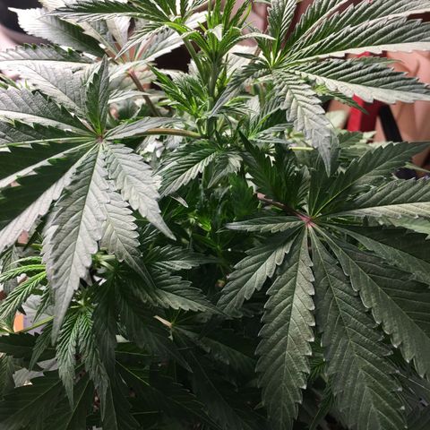 Granddaddy Black #1 growlog timeline photo