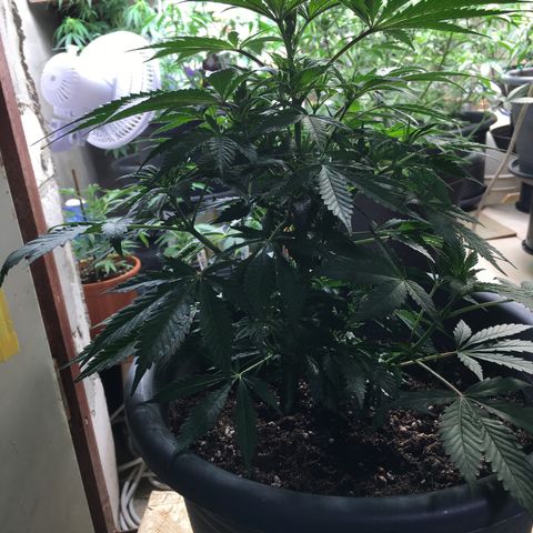 Granddaddy Black #1 growlog timeline photo