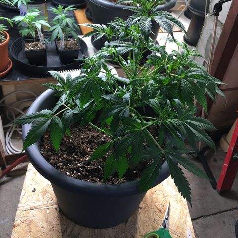 Granddaddy Black #1 growlog timeline photo
