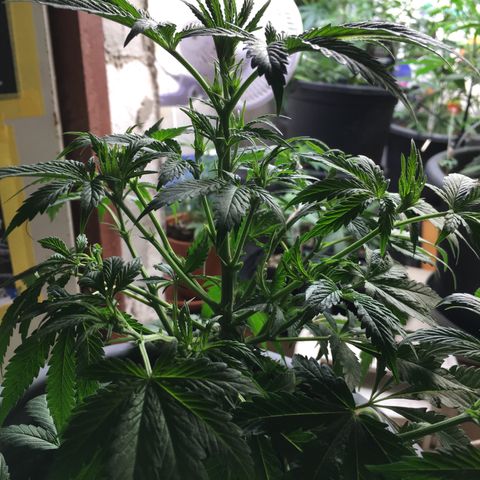 Granddaddy Black #1 growlog timeline photo