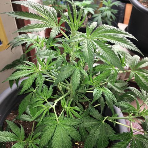 Granddaddy Black #1 growlog timeline photo