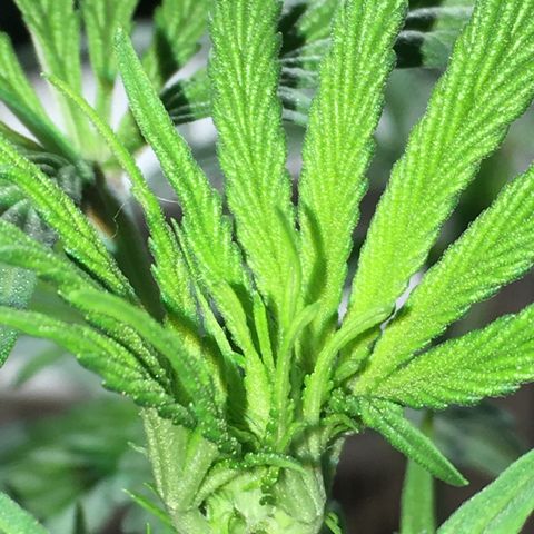 Granddaddy Black #1 growlog timeline photo