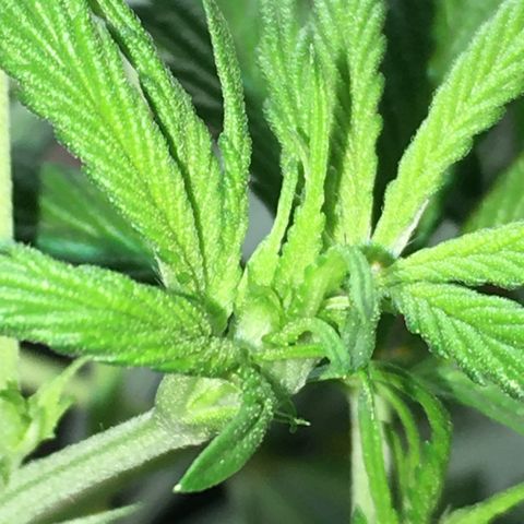 Granddaddy Black #1 growlog timeline photo