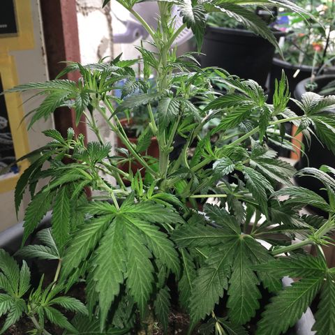 Granddaddy Black #1 growlog timeline photo