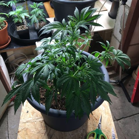 Granddaddy Black #1 growlog timeline photo