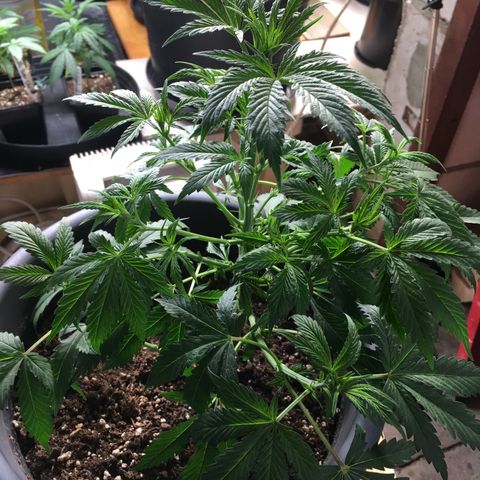 Granddaddy Black #1 growlog timeline photo