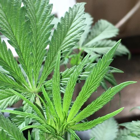 Granddaddy Black #1 growlog timeline photo