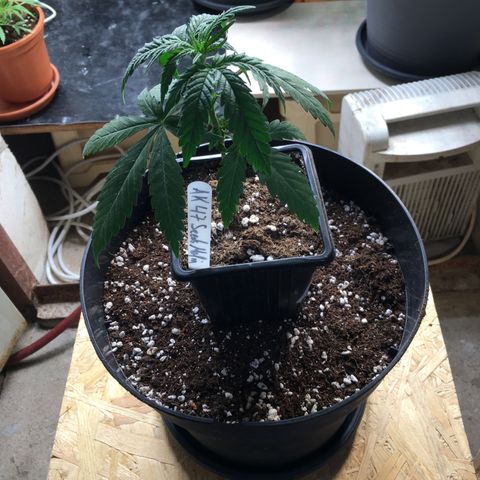 Ak47 #1 growlog timeline photo
