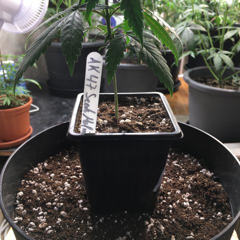 Ak47 #1 growlog timeline photo