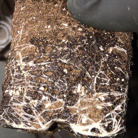 Ak47 #1 growlog timeline photo