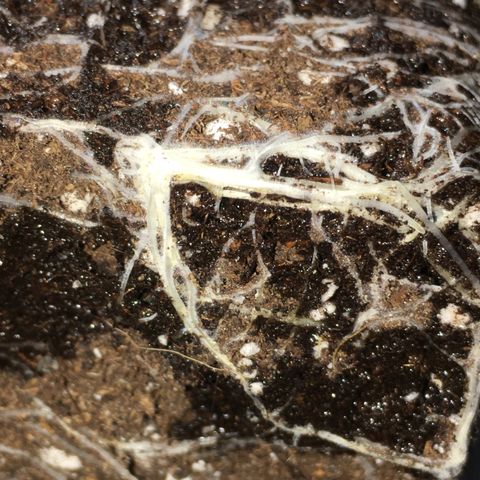 Ak47 #1 growlog timeline photo