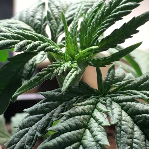 Ak47 #1 growlog timeline photo