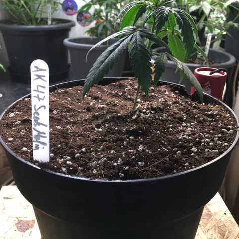 Ak47 #1 growlog timeline photo