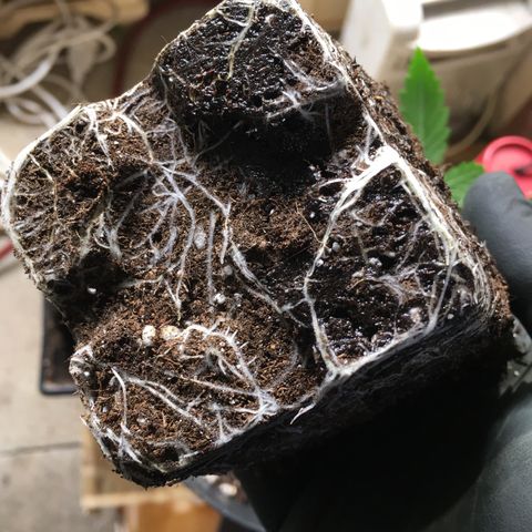 Ak47 #1 growlog timeline photo