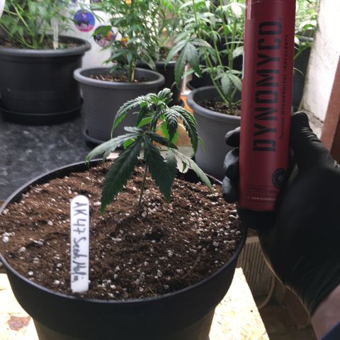 Ak47 #1 growlog timeline photo