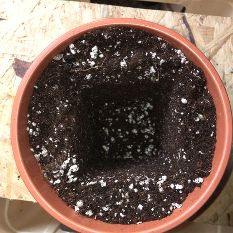 Gorilla Super Glue 2.0 growlog timeline photo