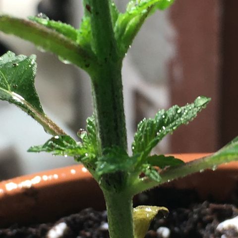 Gorilla Super Glue 2.0 growlog timeline photo
