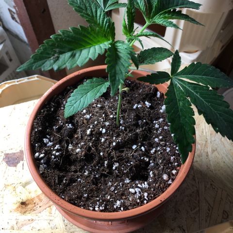 Gorilla Super Glue 2.0 growlog timeline photo