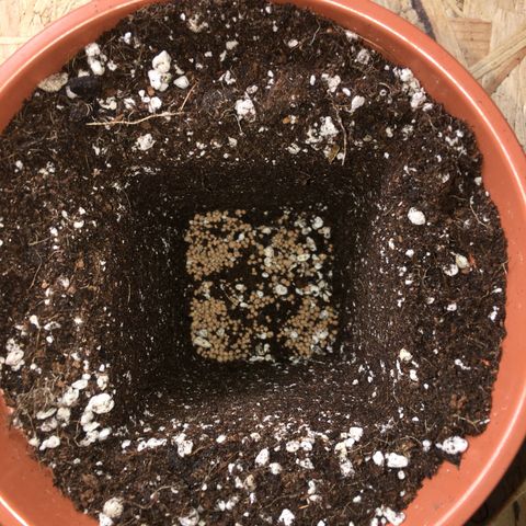 Gorilla Super Glue 2.0 growlog timeline photo