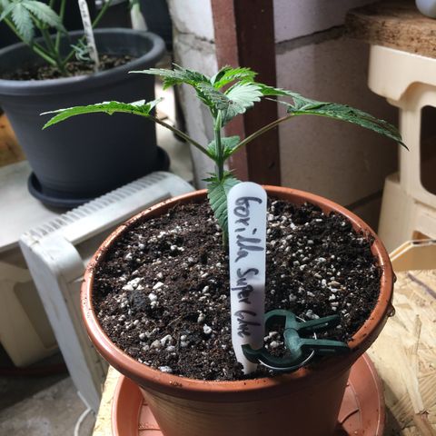 Gorilla Super Glue 2.0 growlog timeline photo