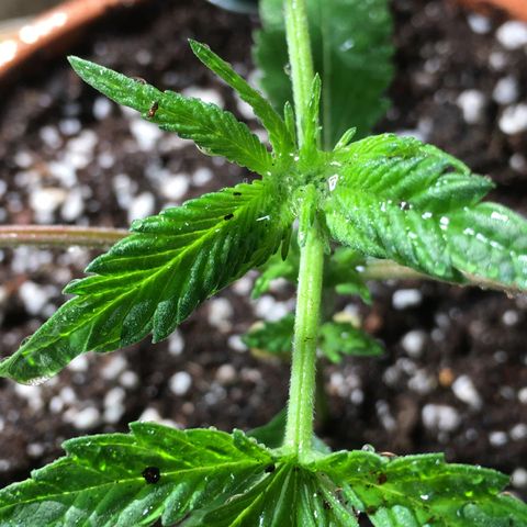 Gorilla Super Glue 2.0 growlog timeline photo