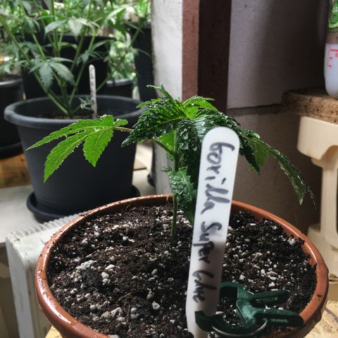 Gorilla Super Glue 2.0 growlog timeline photo