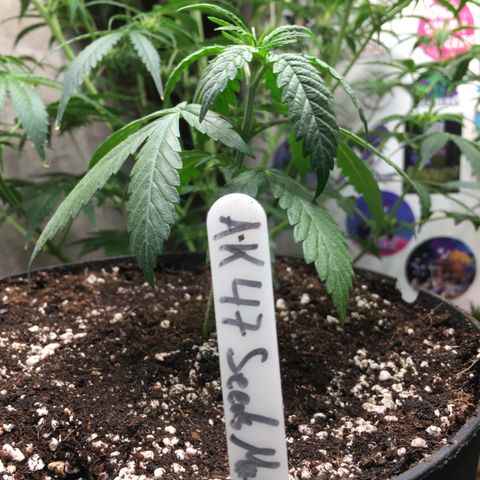 Ak47 #1 growlog timeline photo