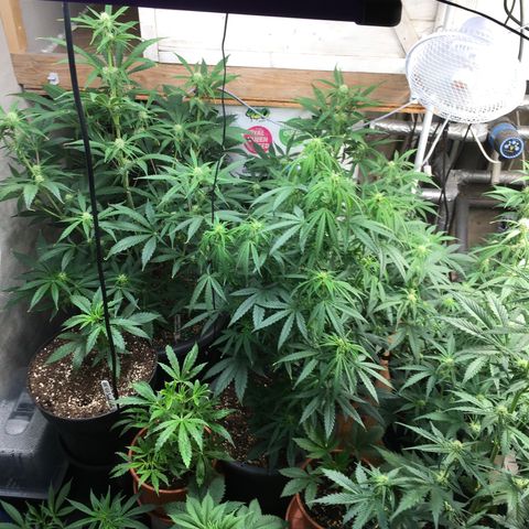 Ak47 #1 growlog timeline photo
