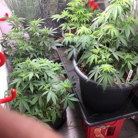 Ak47 #1 growlog timeline photo