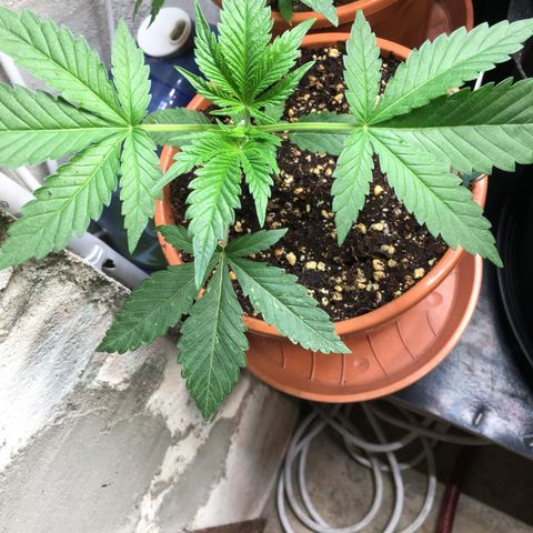 Gorilla Super Glue 2.0 growlog timeline photo