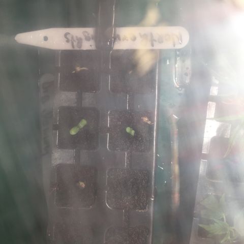 Sour OG Kush #1 growlog timeline photo