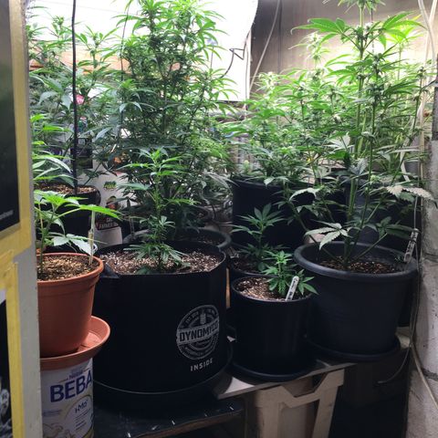 Ak47 #1 growlog timeline photo